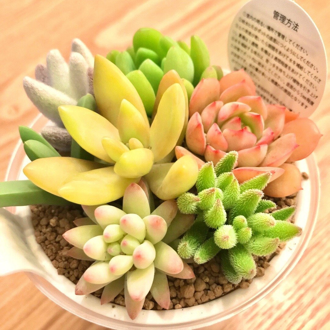 【ザ・モール仙台長町】多肉植物