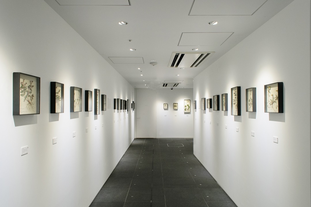 展示