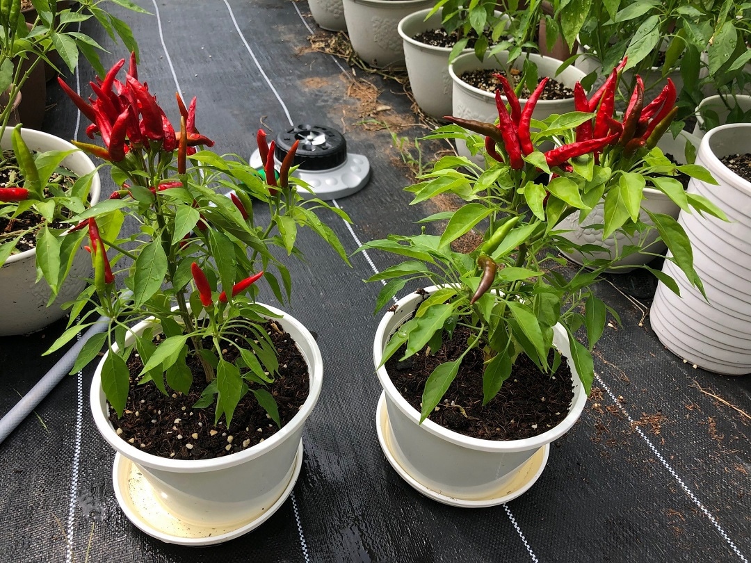 内藤とうがらし