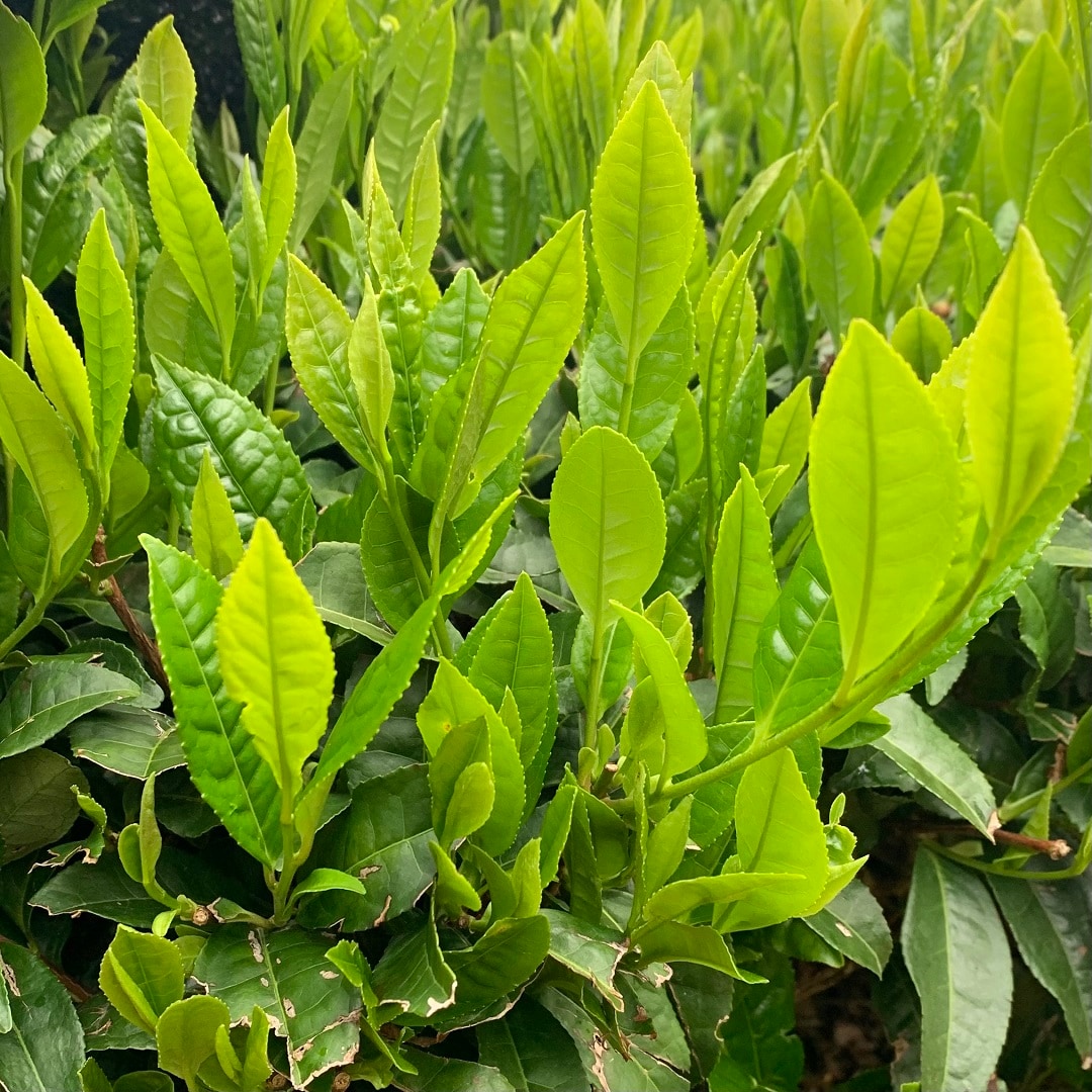 【近鉄四日市】よっかいちのお茶 番外編｜スタッフのおすすめ