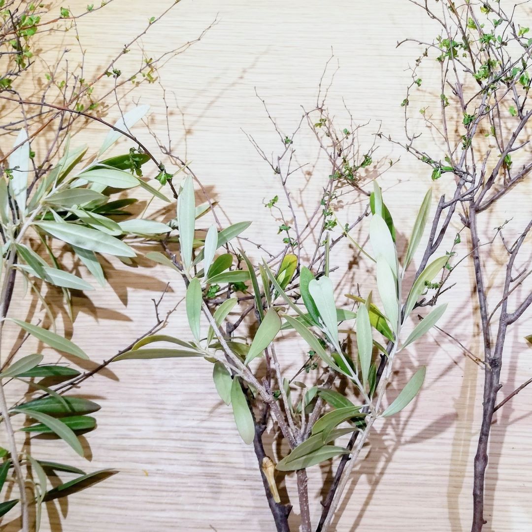【神戸阪急】枝もの