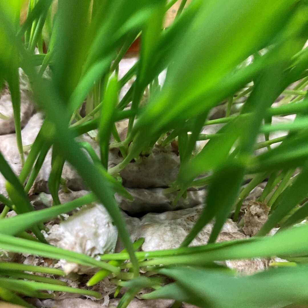 再生粉砕パルプ