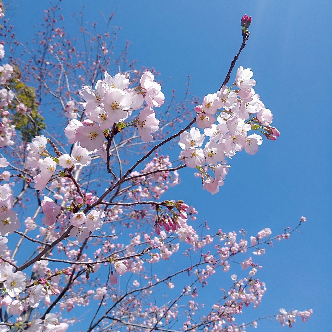 桜