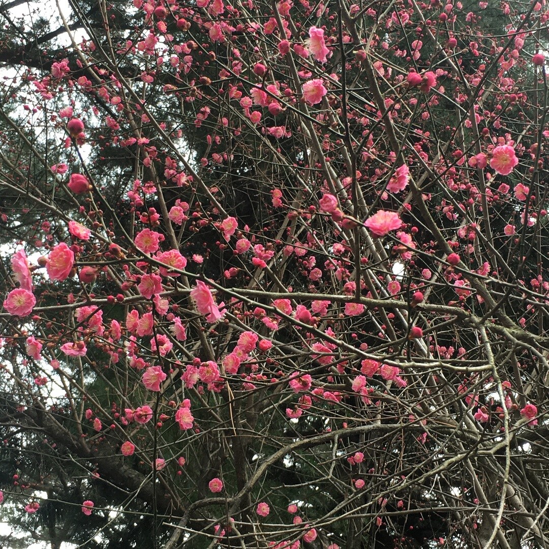 梅
