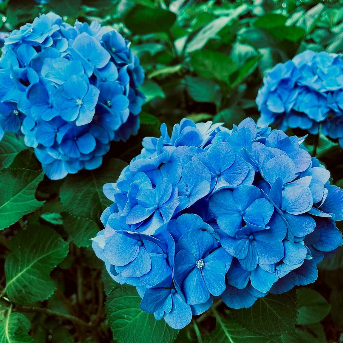 ssui