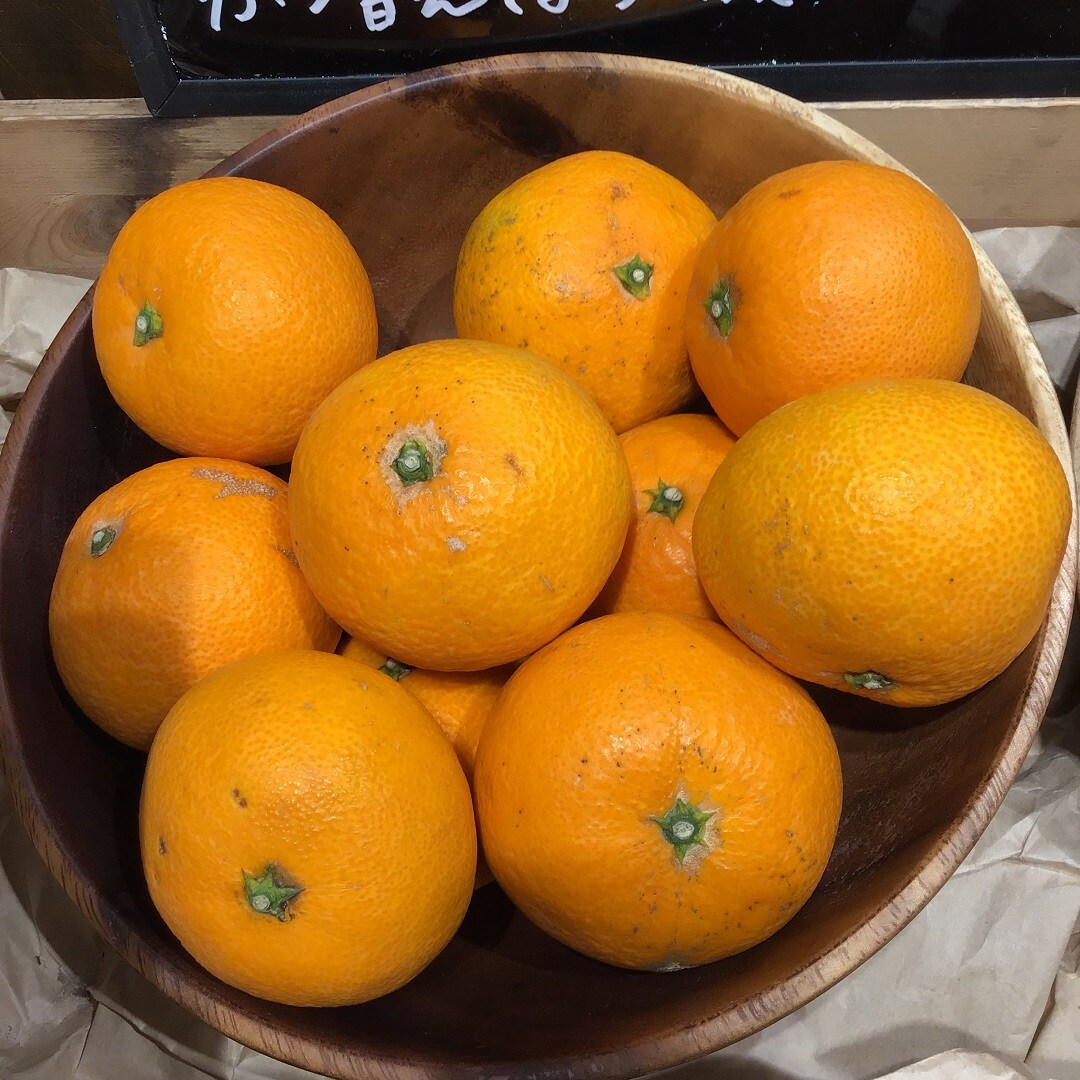 清見