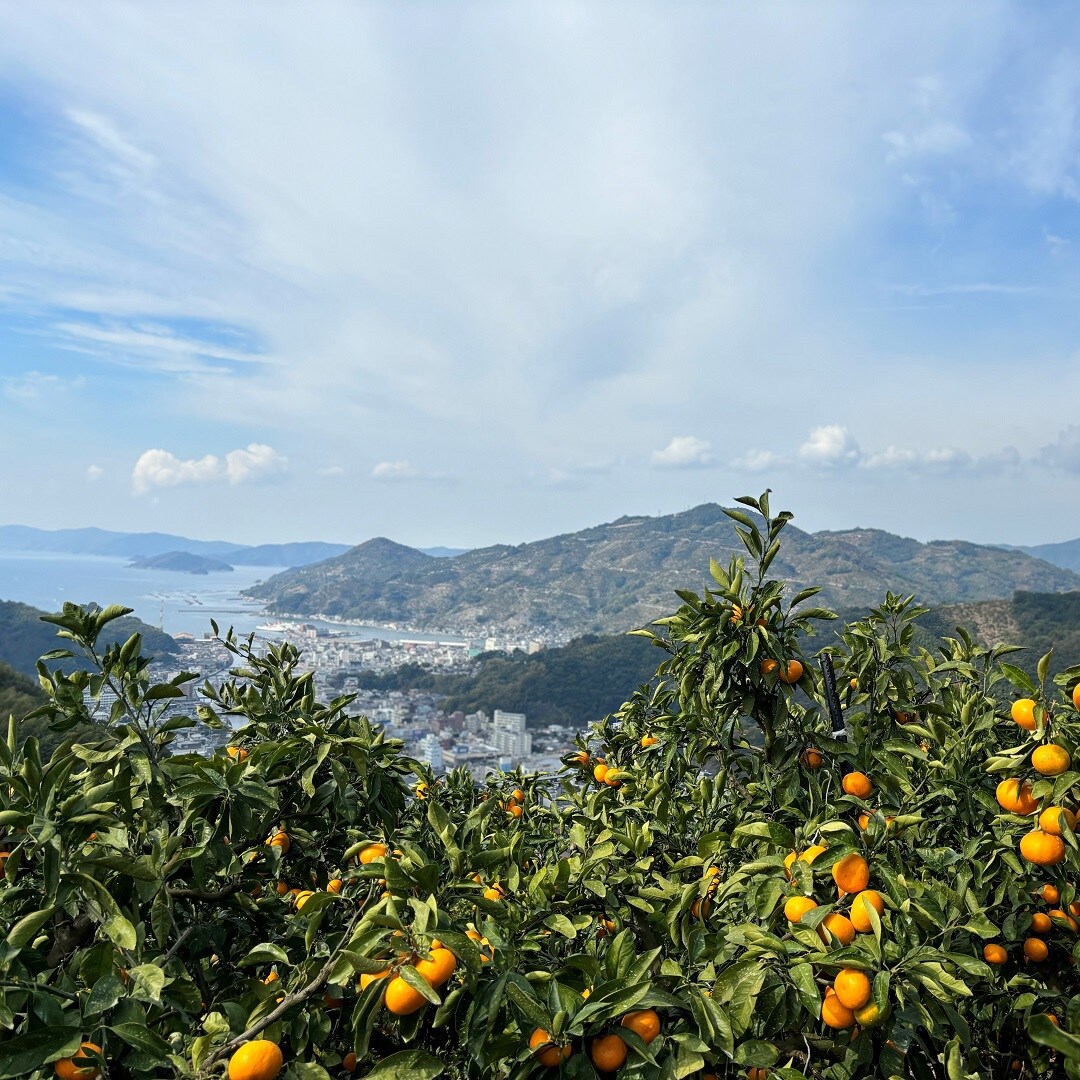 温州みかん園全景①
