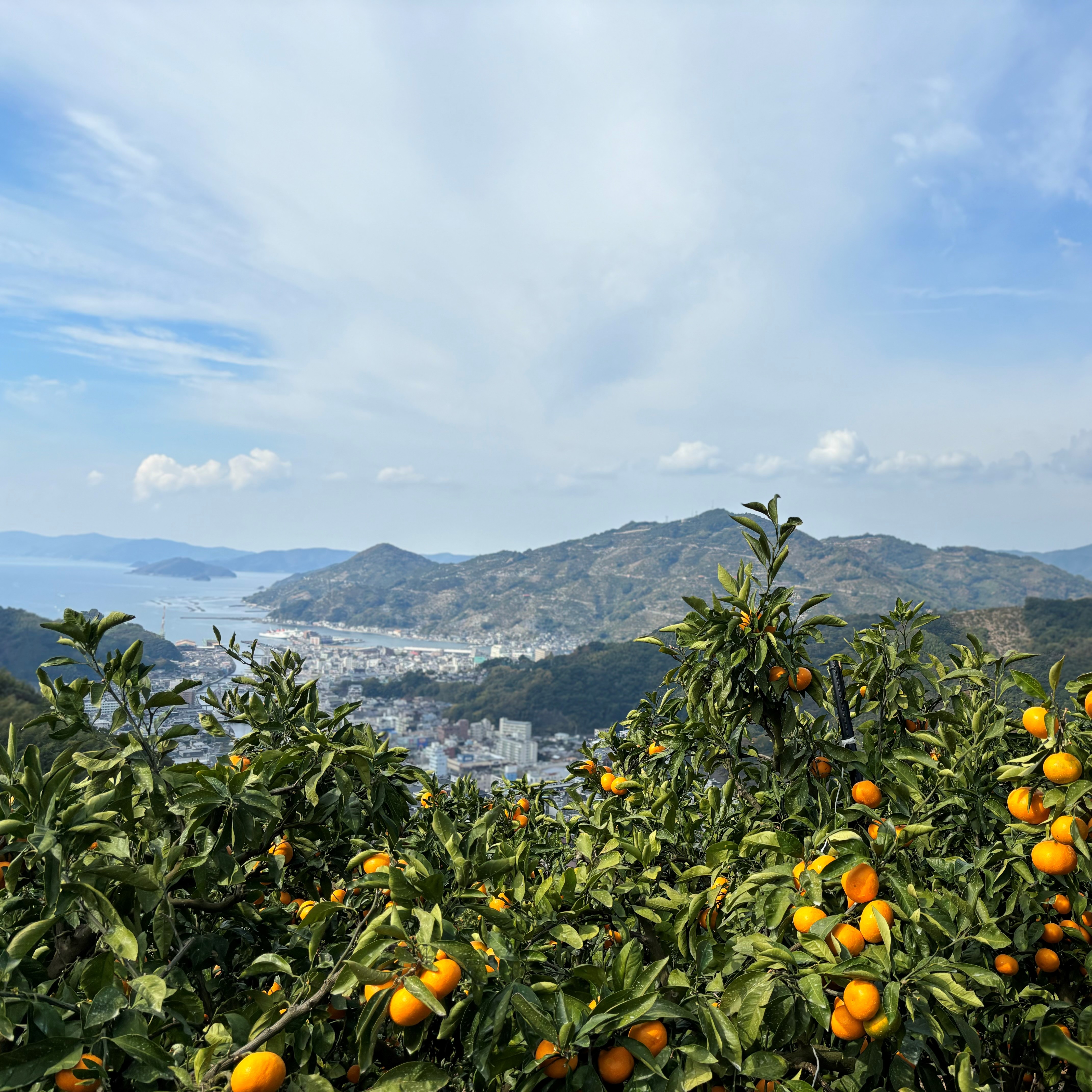 温州みかん　全景