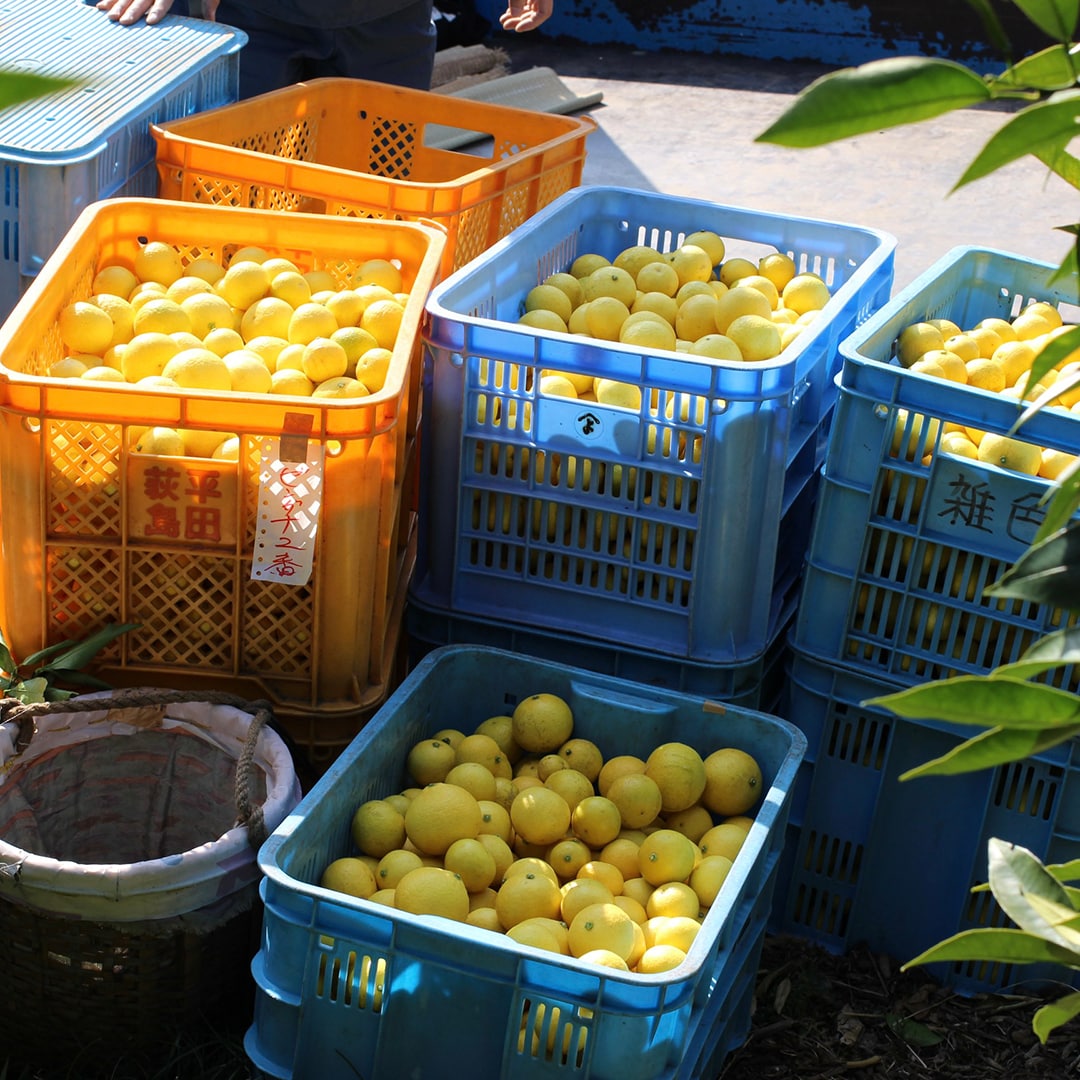 【港南台バーズ】神奈川県の果実で作った限定商品発売のおしらせ