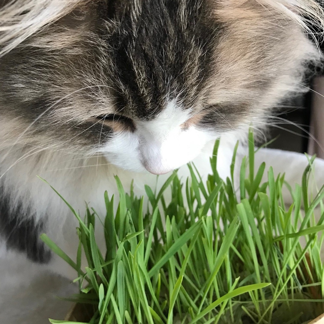 【ザ・モール仙台長町】猫草と猫