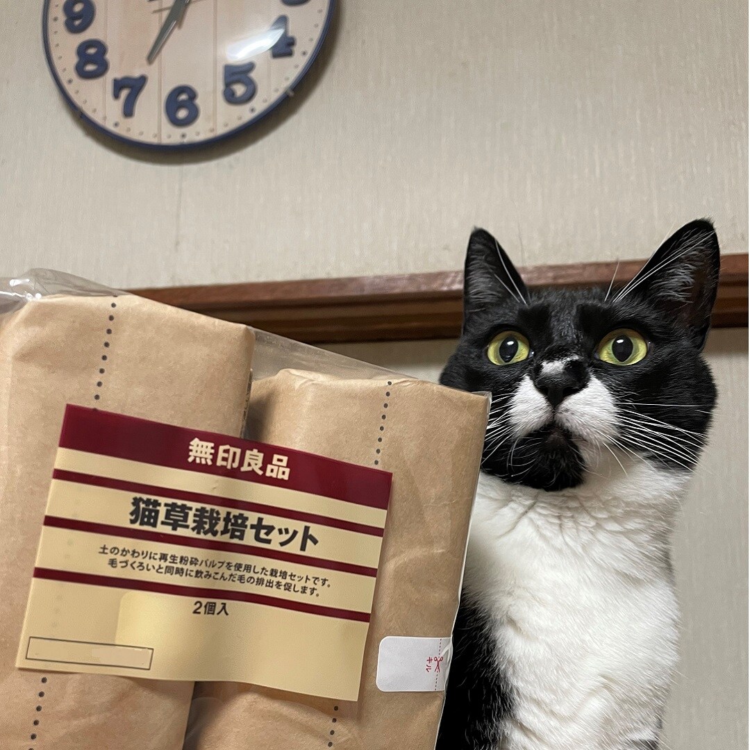 猫草パッケージ-2.jpg 
