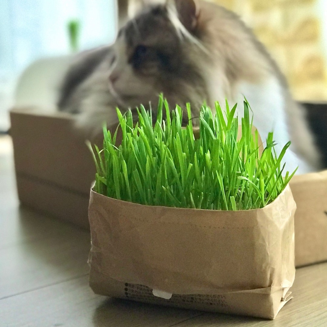 【ザ・モール仙台長町】猫草栽培セット　2個入り