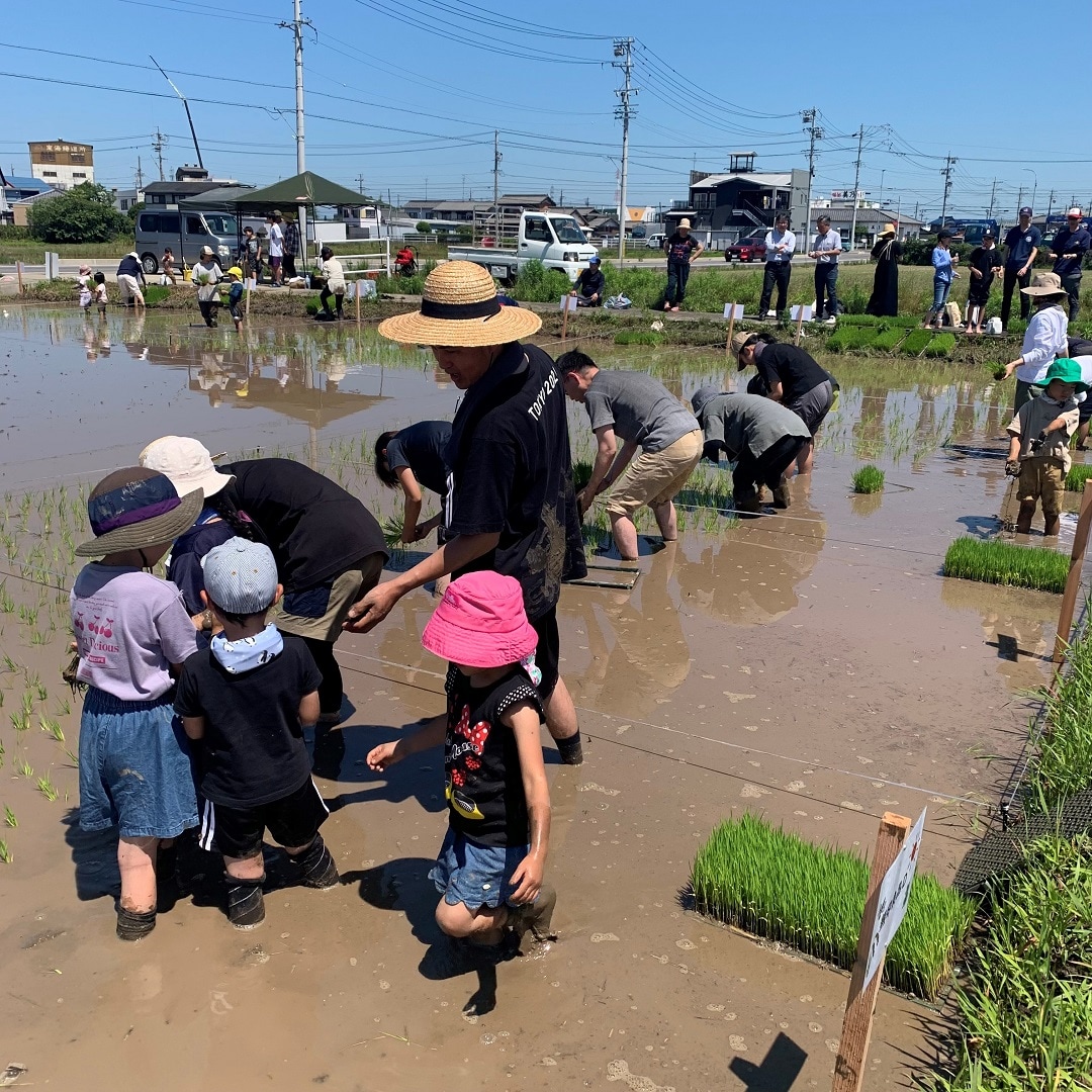田植えの様子
