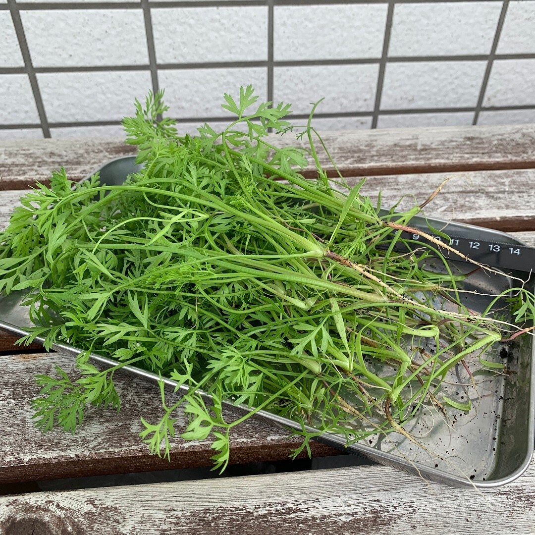【栄スカイル】ワークショップ『愛知県の伝統野菜を育てよう』