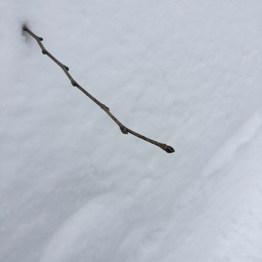 bud
