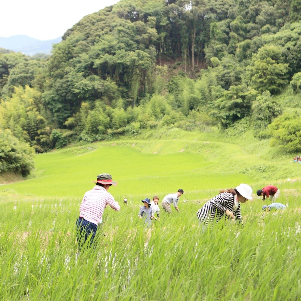 草取り