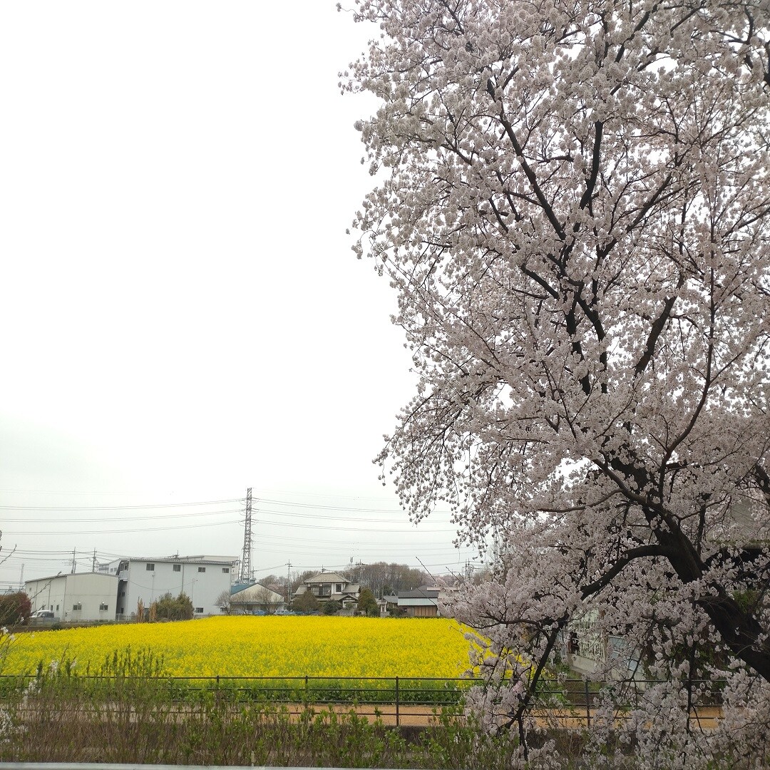 菜の花2