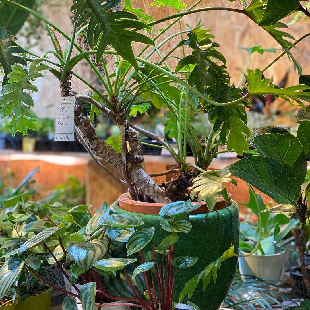 45355-20211221-観葉植物-1
