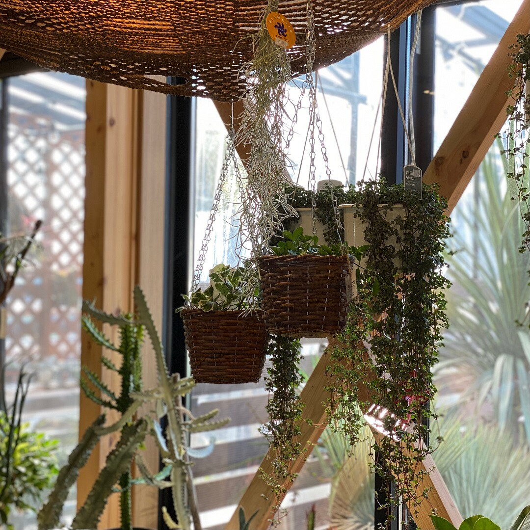 45355-20211221-観葉植物-2