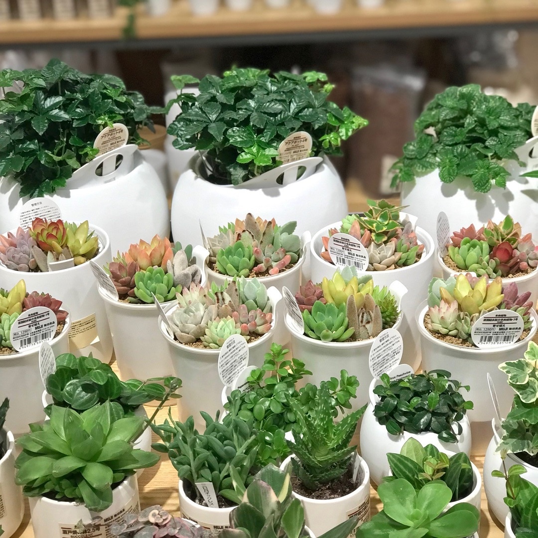 【ザ・モール仙台長町】観葉植物の写真