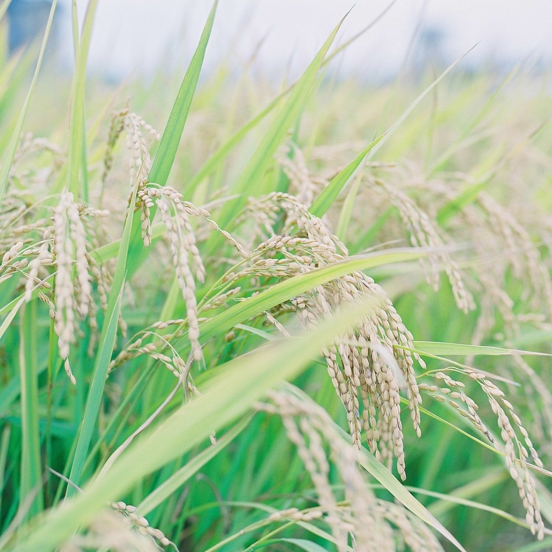 【京都山科】六星のお餅で、幸せを願う
