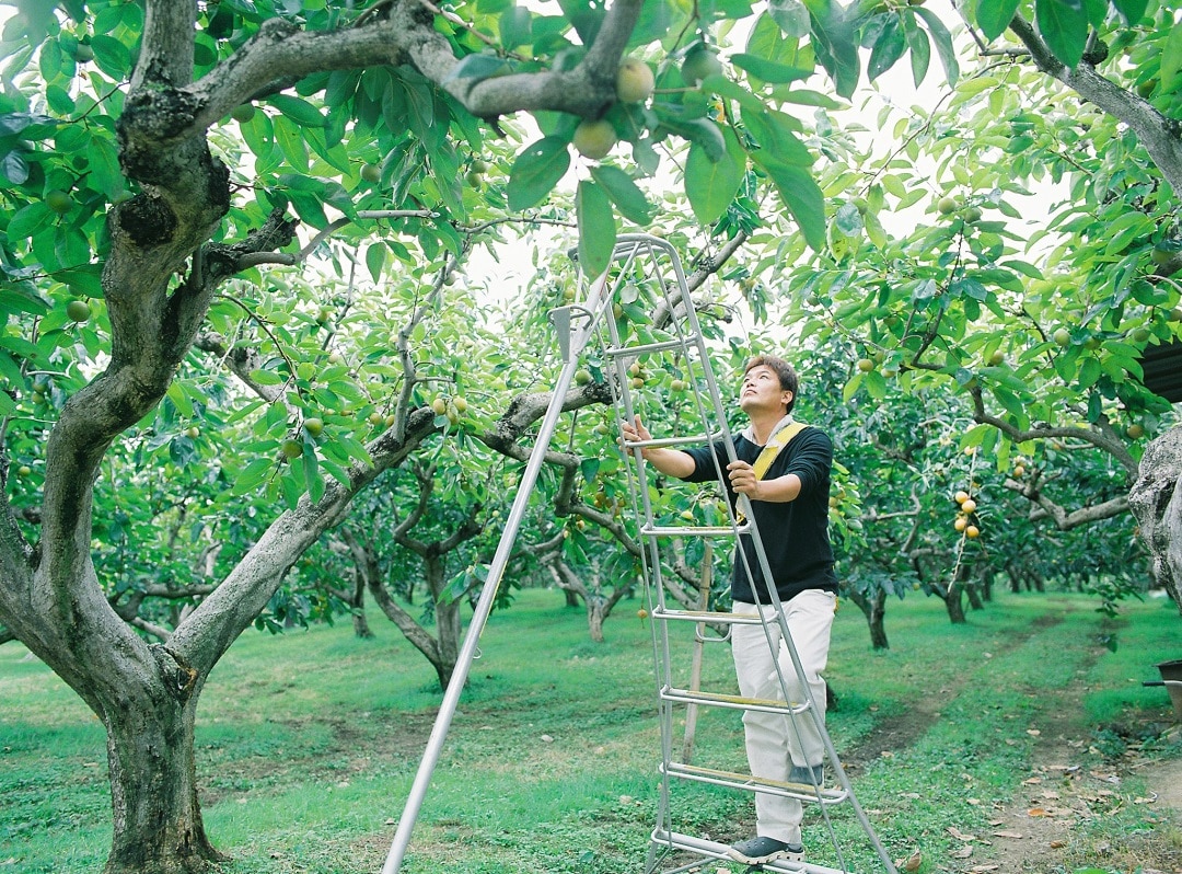 【京都山科】「大枝の柿」生産者さんが来てくれます｜周年市ーおいしいに、ありがとう