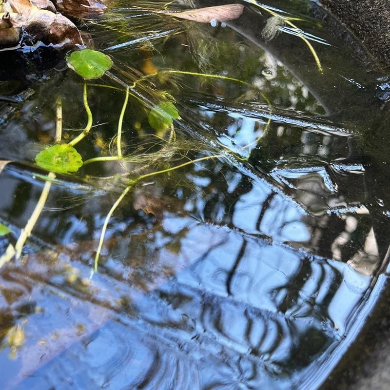 コーヒーゼリー