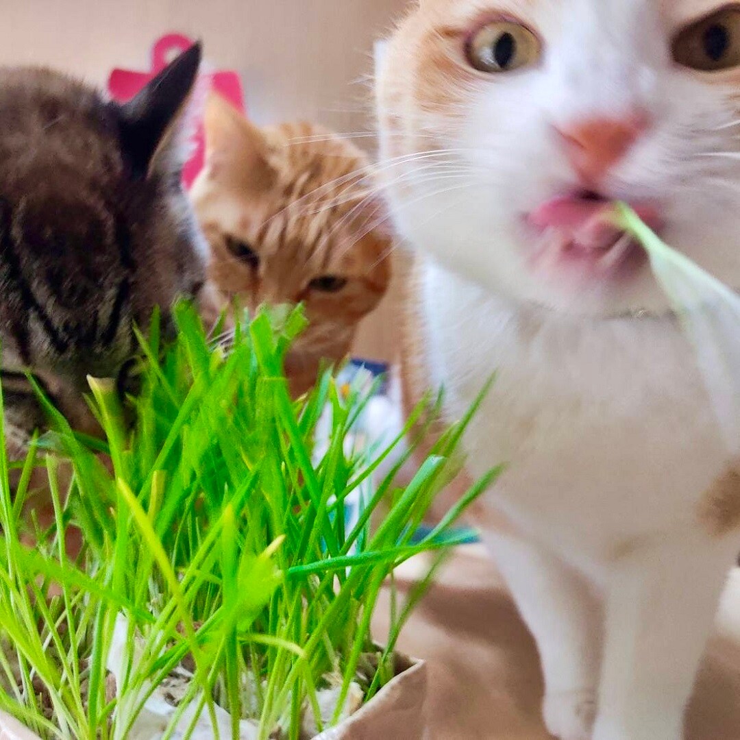 【イオンモール綾川】2月のおたより ～猫草栽培キット編～