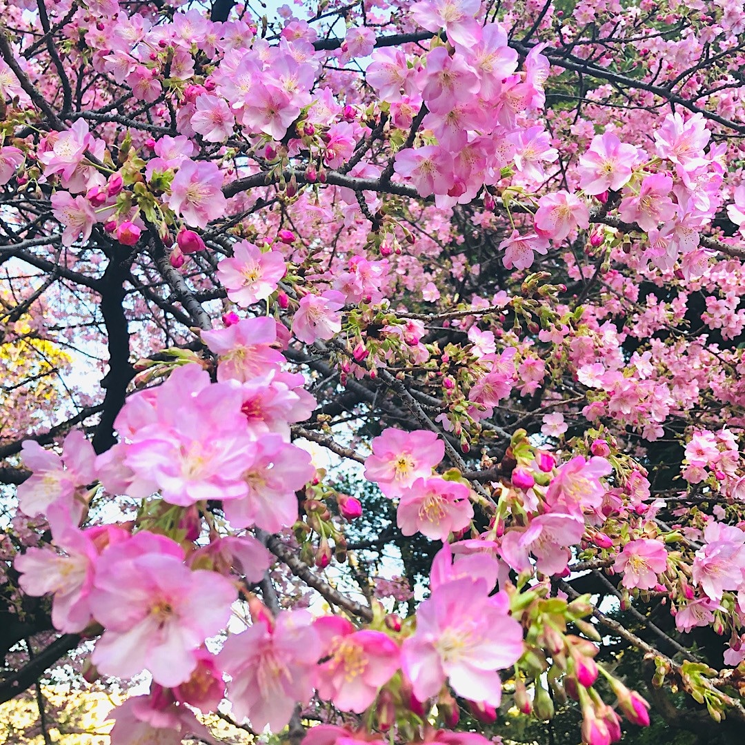 sakura