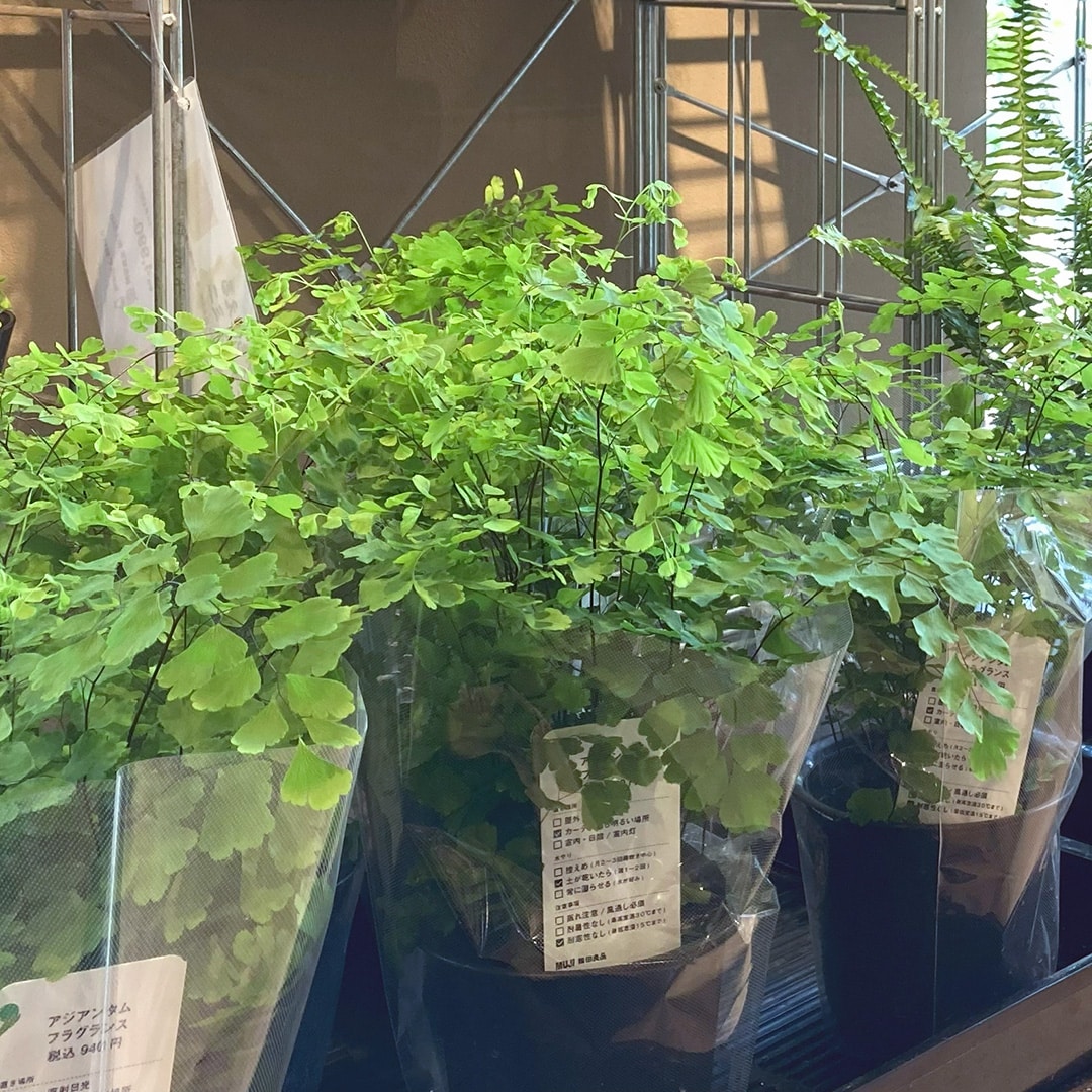 【マルエイガレリア】新しいグリーンが入荷しました。