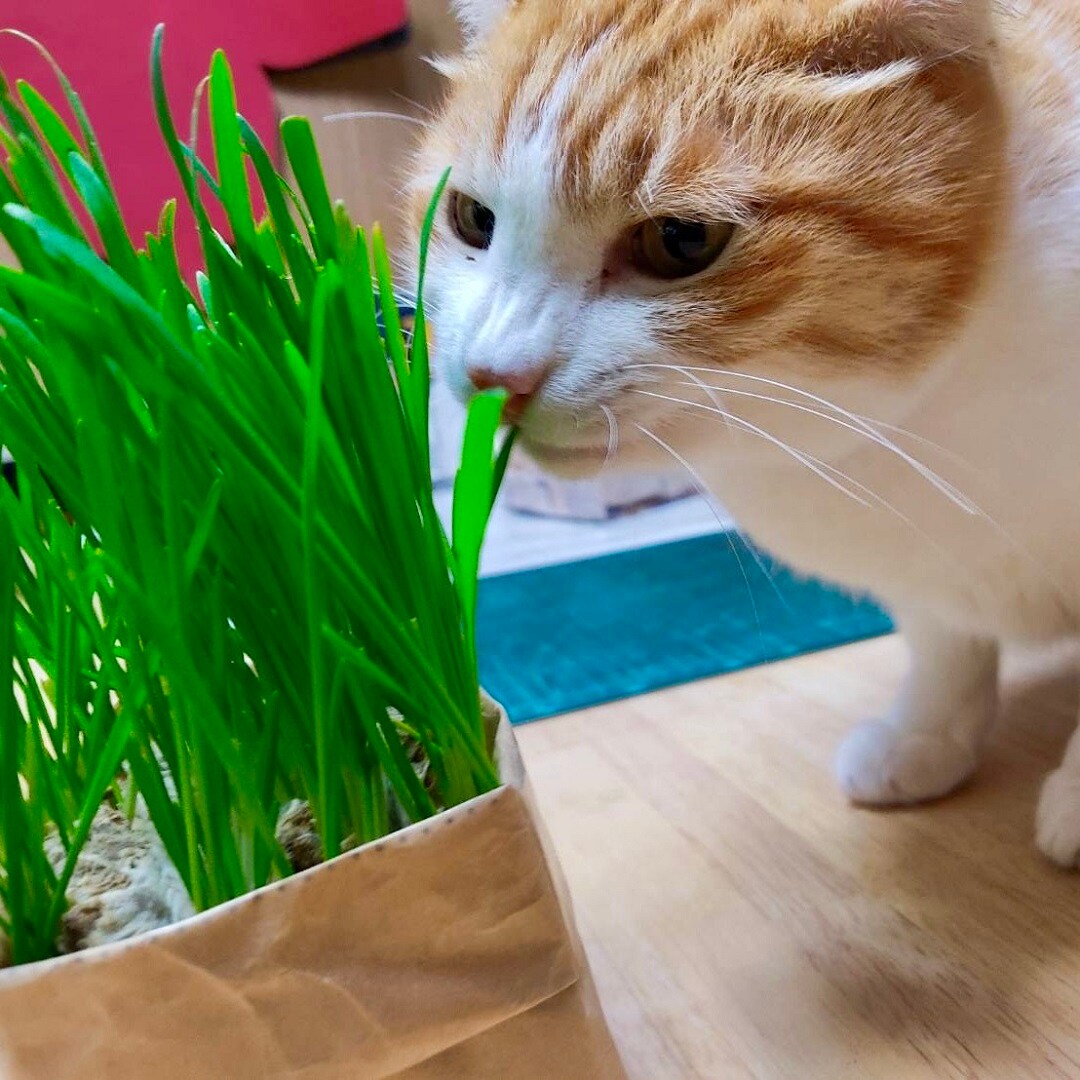 【イオンモール綾川】2月のおたより ～猫草栽培キット編～