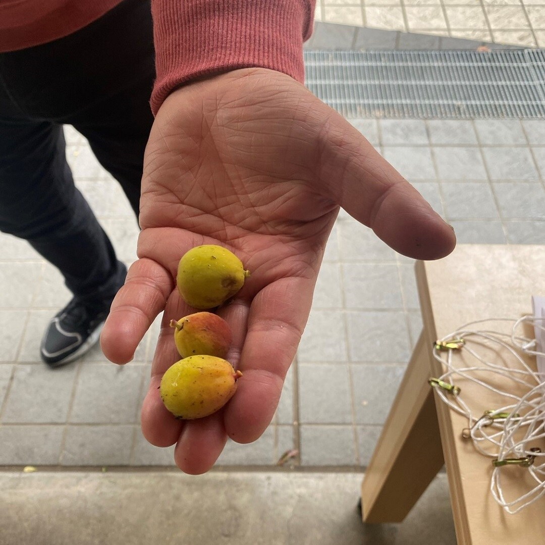 あんず