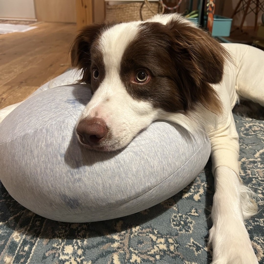 犬