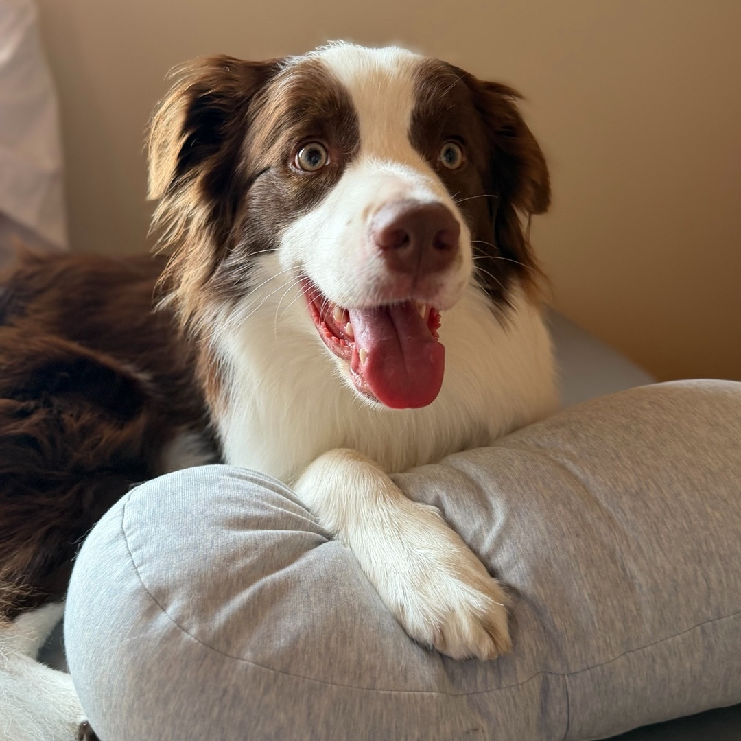 犬