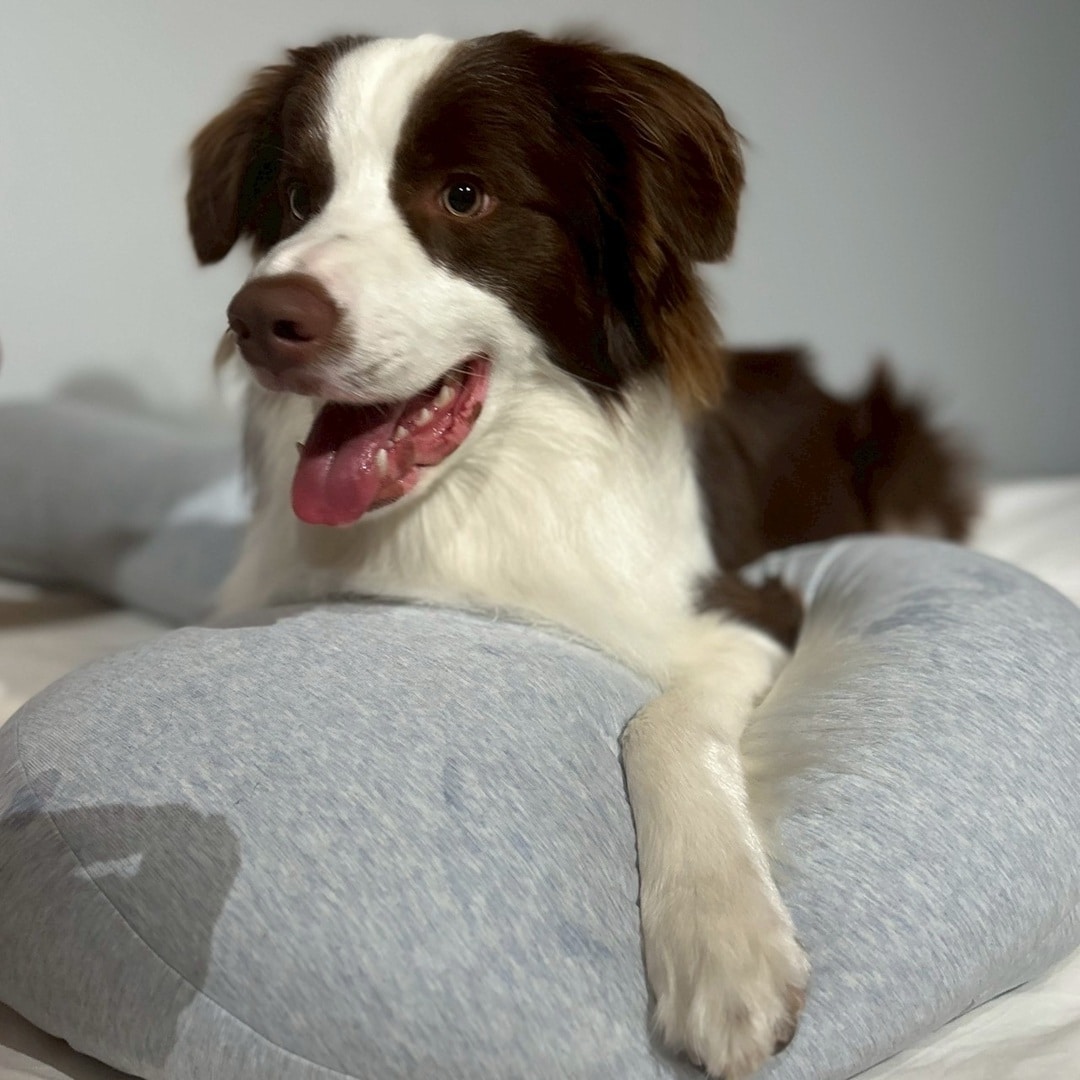 犬