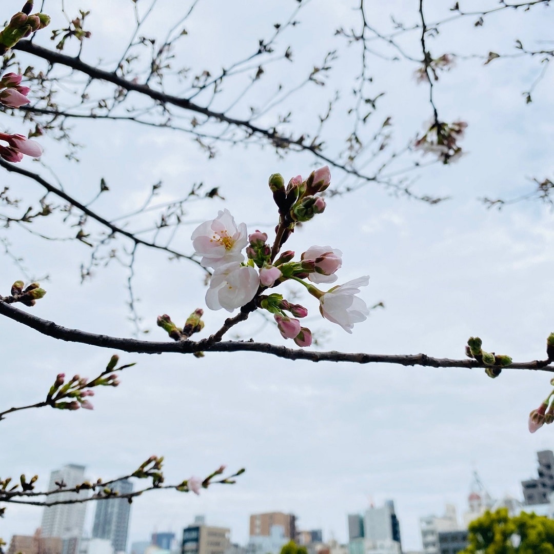 大川の桜の写真