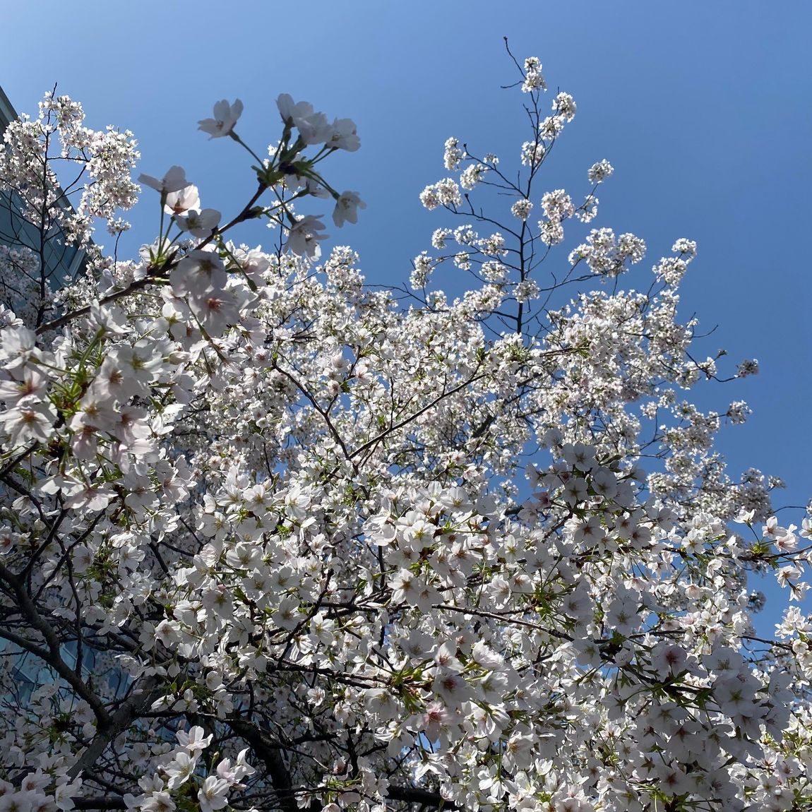 大川の桜