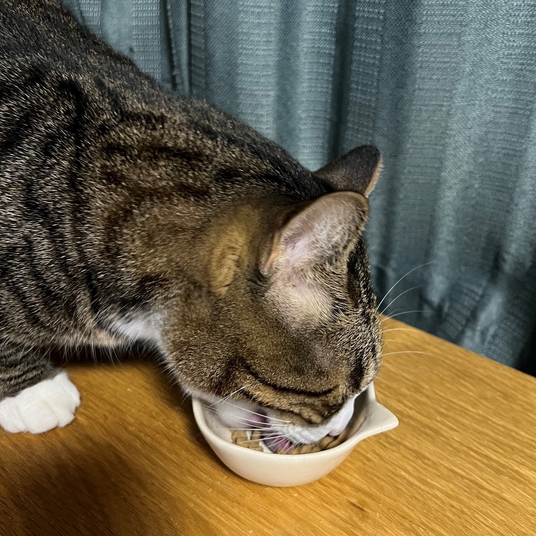 【ピオニウォーク東松山】キャットフード発売しました