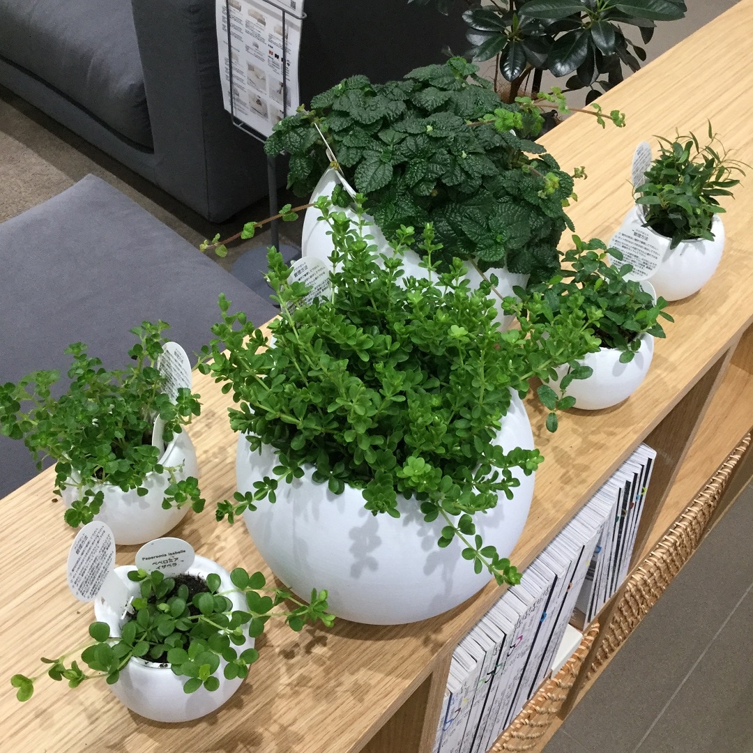 【イオンタウン守谷】観葉植物画像