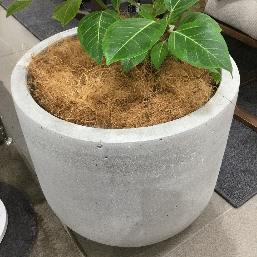 【イオンタウン守谷】観葉植物画像