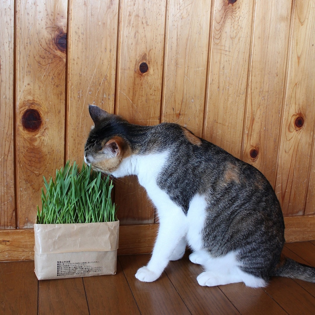猫草