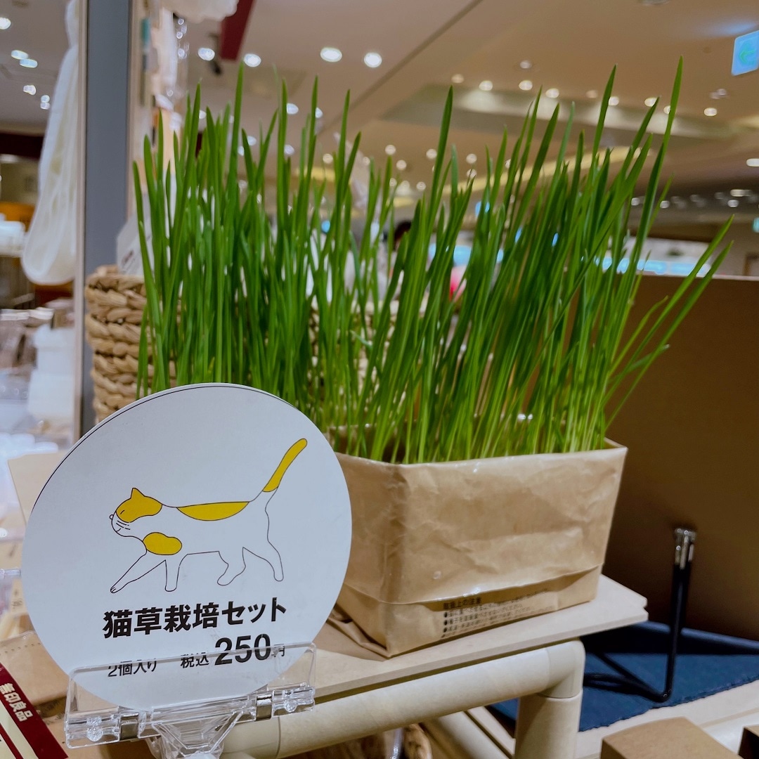 【無印良品 500 アトレ大森】猫草の成長記録