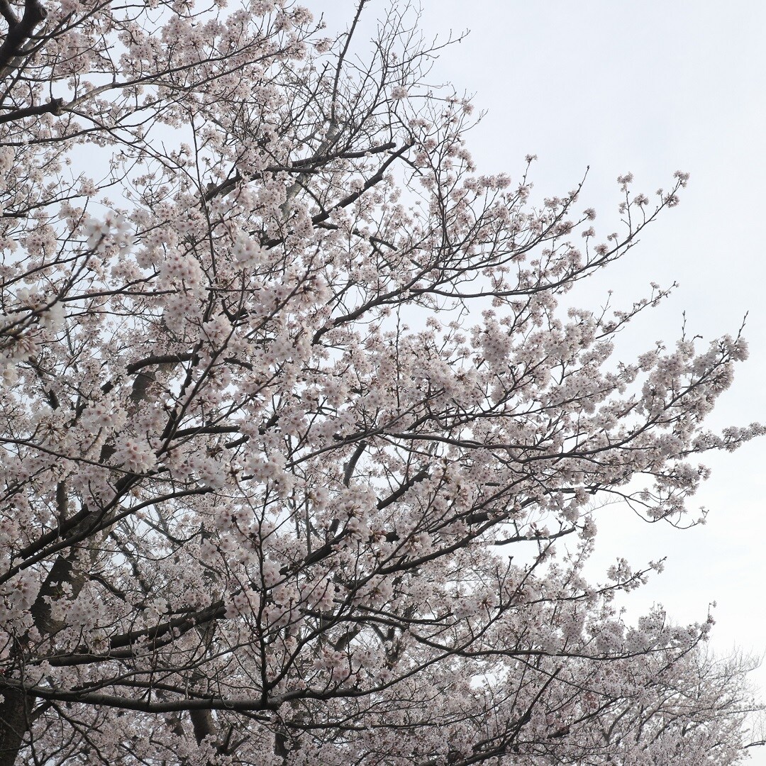 満開の桜