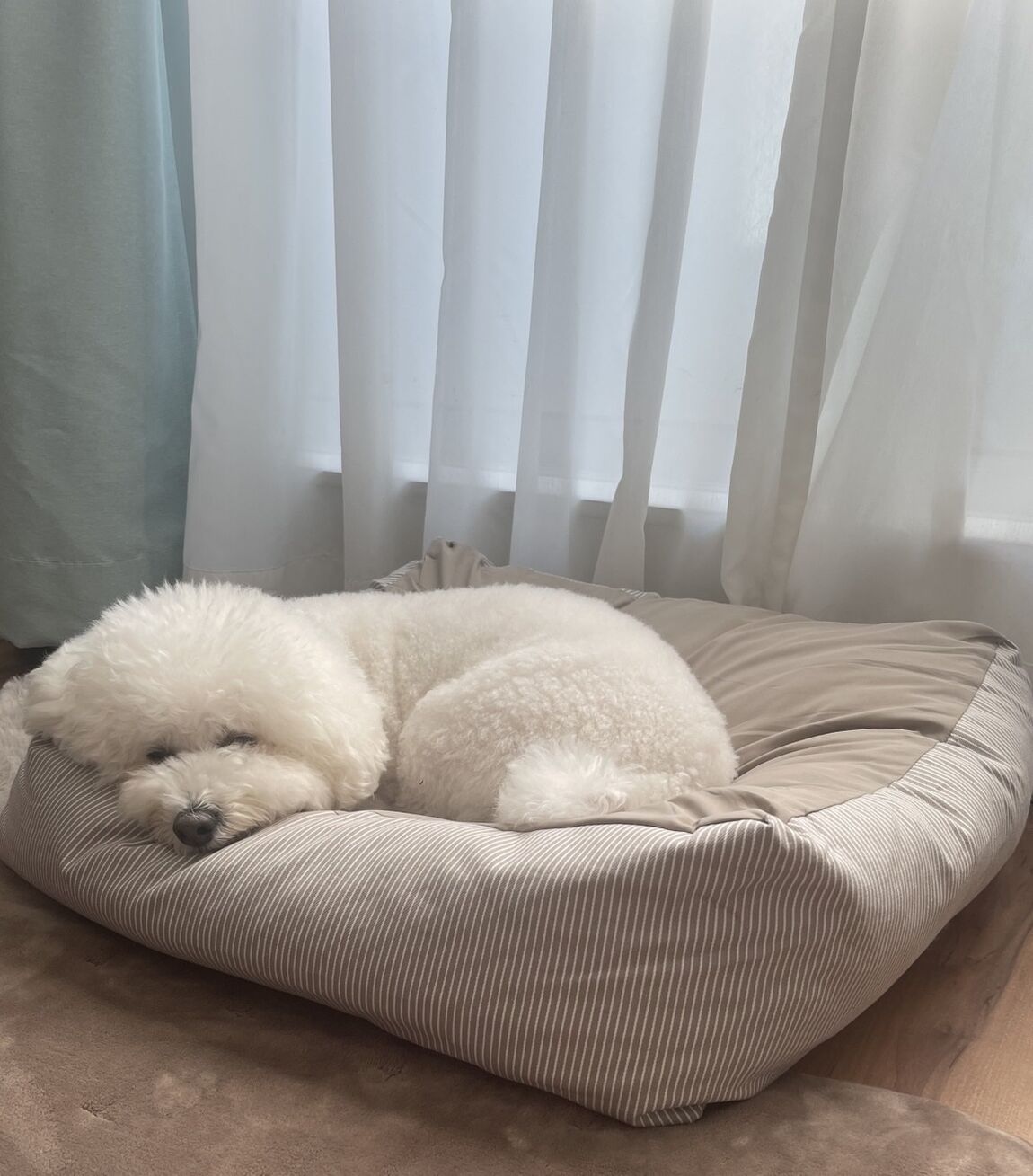 小型犬・中型犬にもおすすめ