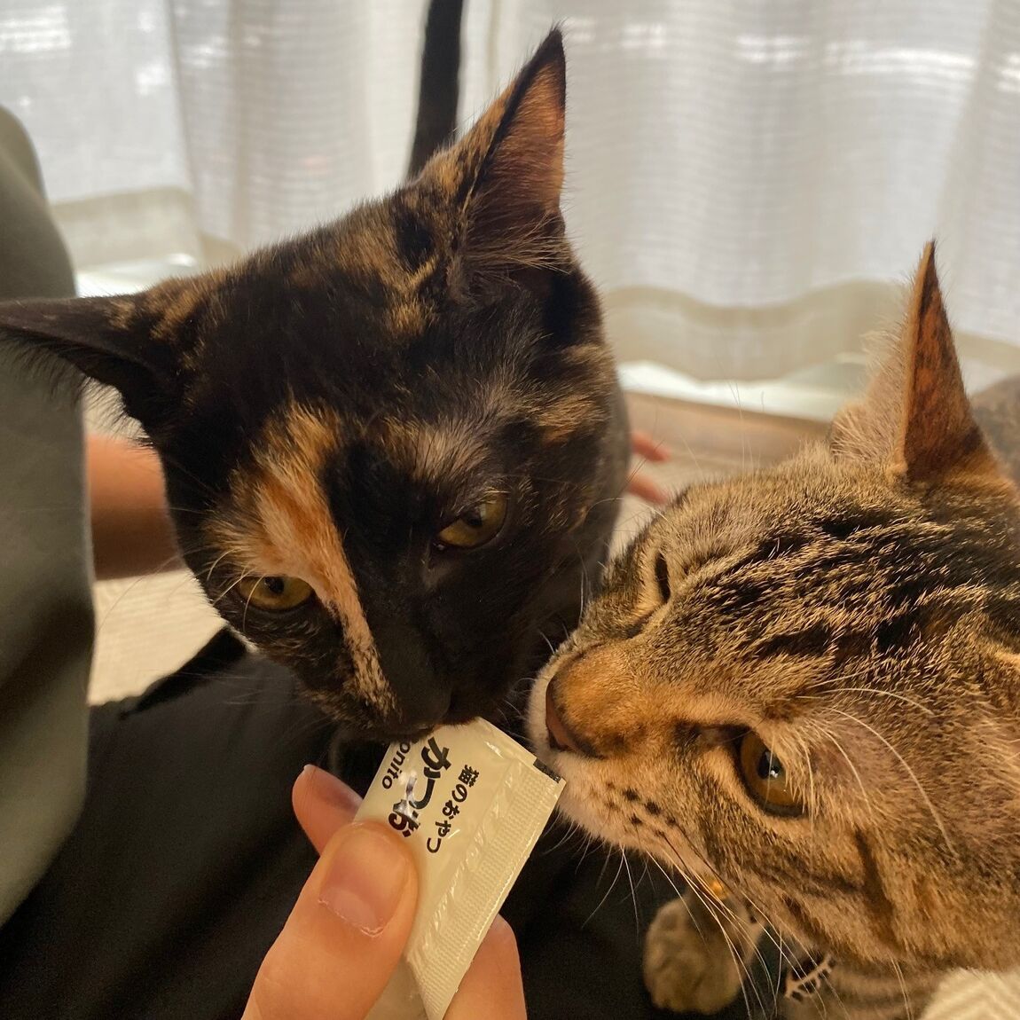 【ザ・モール仙台長町】にゃんともおいしいピューレ