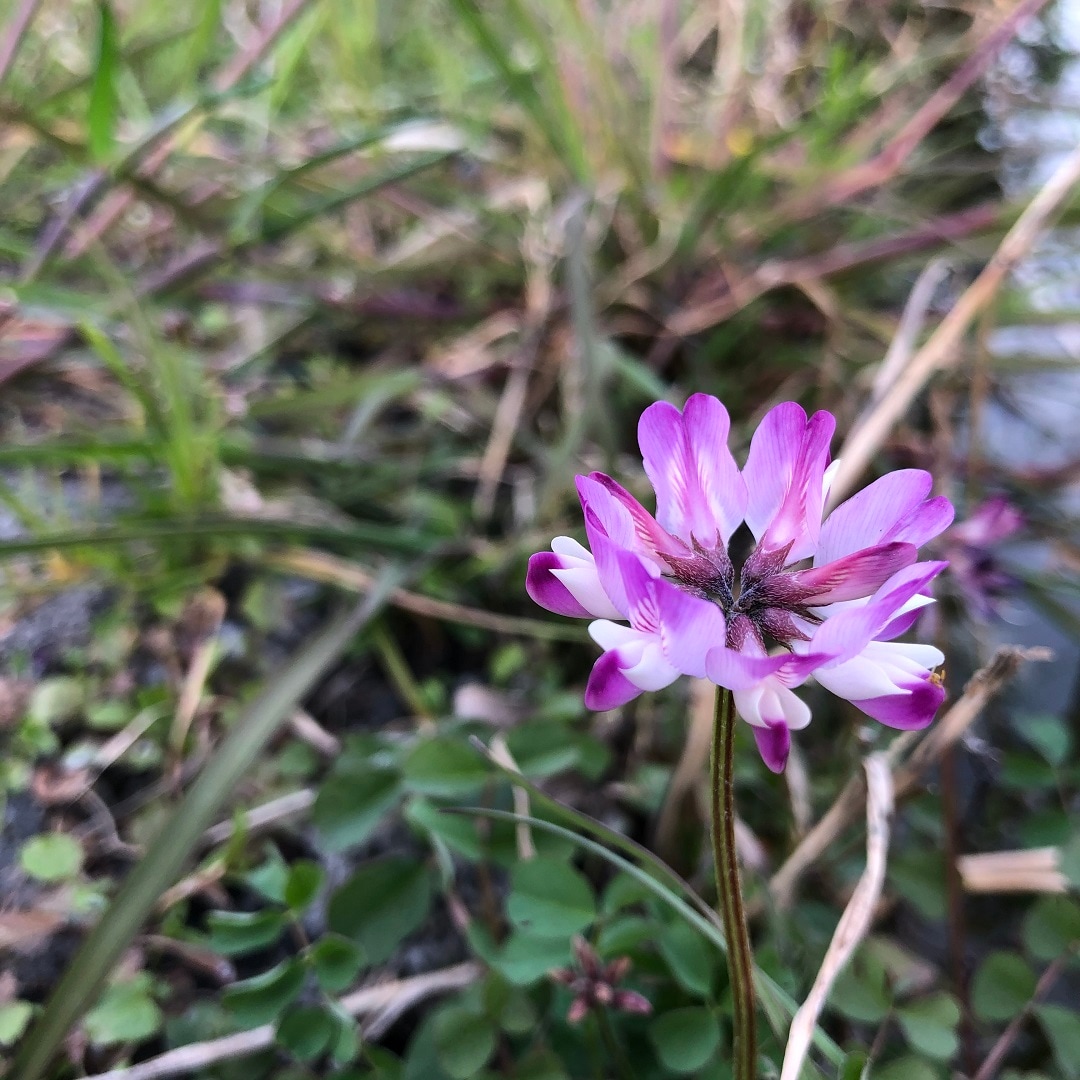 【アピタ島田】レンゲの花