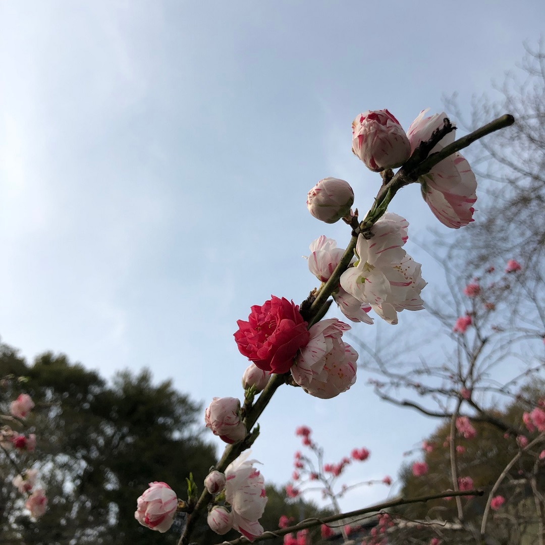 【アピタ島田】春の植物１