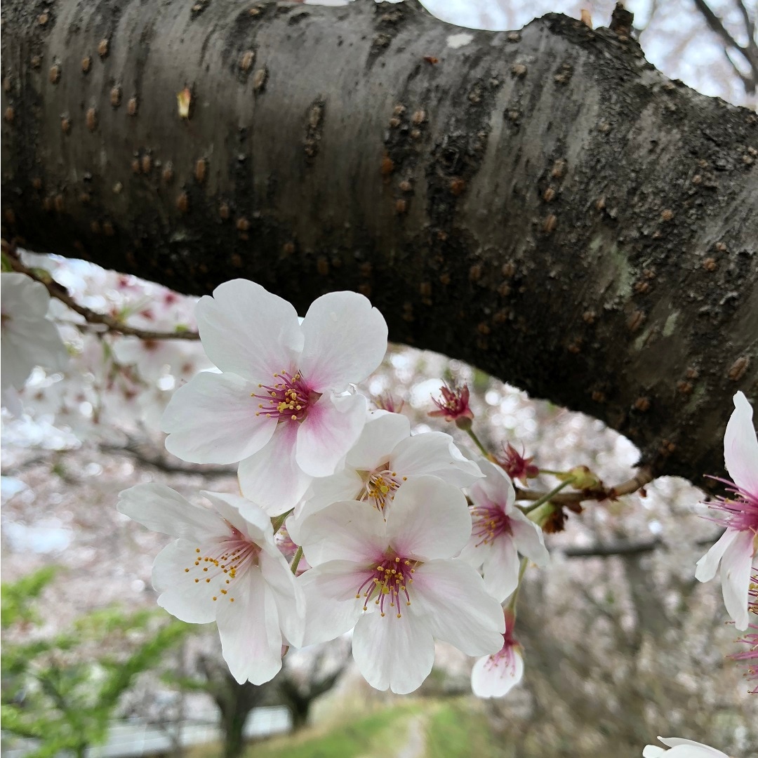 【アピタ島田】桜