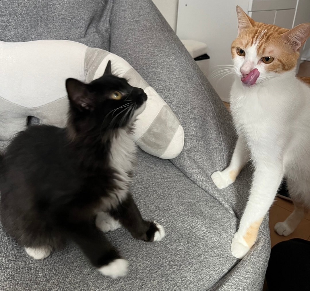 【アピタ島田】おやつのピューレに興味深々な猫