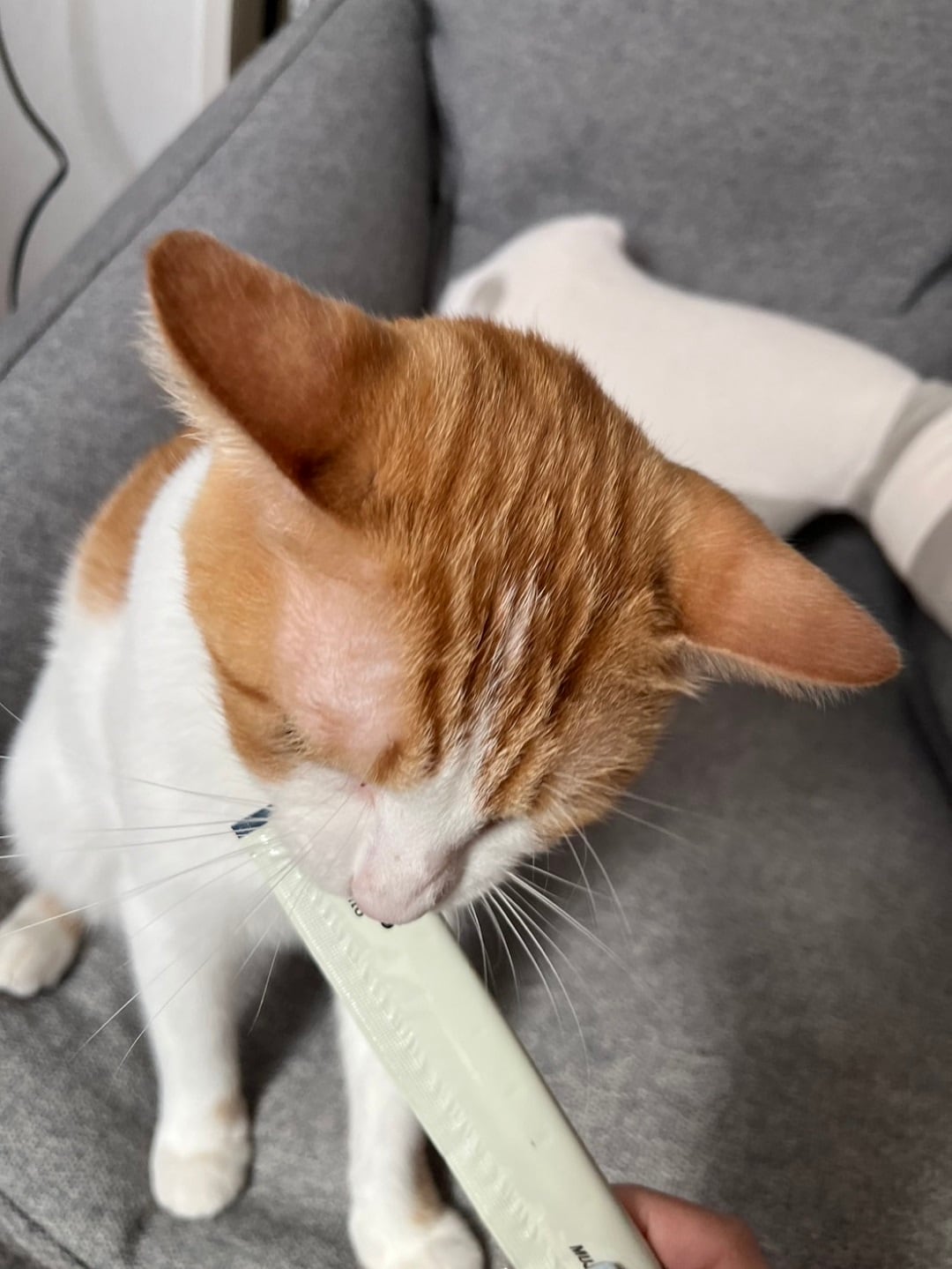 【アピタ島田】ピューレを食べる猫